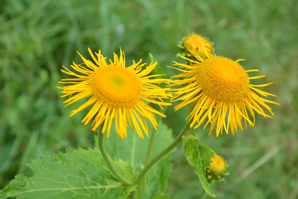 Telekia Speciosa Planta Silvestre Ojo Buey Amarillo Telekia Speciosa Flores —  Fotos de Stock