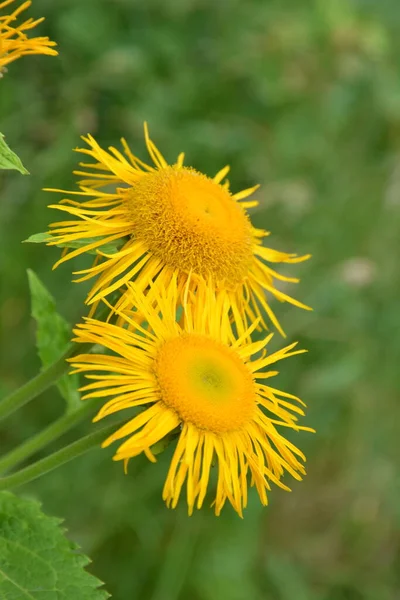 Telekia Speciosa Дикая Плантация Yellow Oxeye Telekia Speciosa Цветы Карпатах — стоковое фото