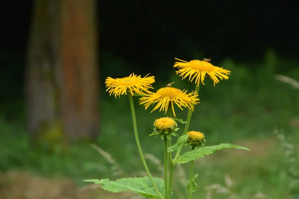 Telekia Speciosa Pianta Selvatica Occhio Bue Giallo Telekia Speciosa Fiori — Foto Stock