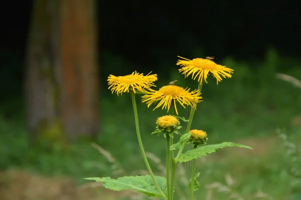 Telekia Speciosa Wildpflanze Gelbes Ochsenauge Telekia Speciosa Blüht Den Karpaten — Stockfoto
