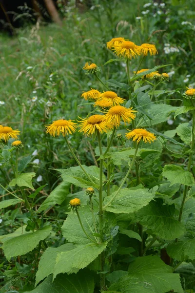 Telekia Speciosa Дикая Плантация Yellow Oxeye Telekia Speciosa Цветы Карпатах — стоковое фото