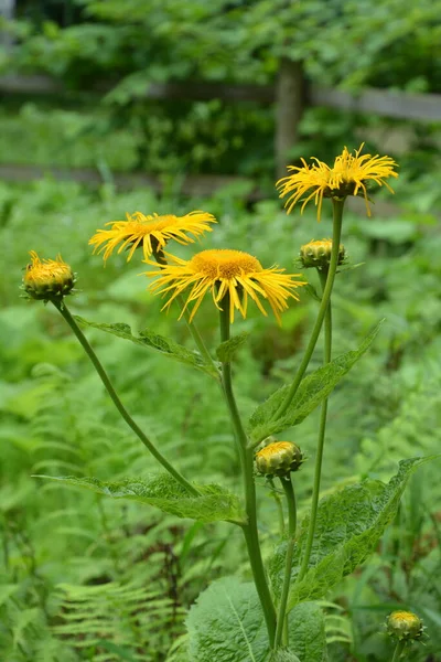 Telekia Speciosa Wildpflanze Gelbes Ochsenauge Telekia Speciosa Blüht Den Karpaten — Stockfoto