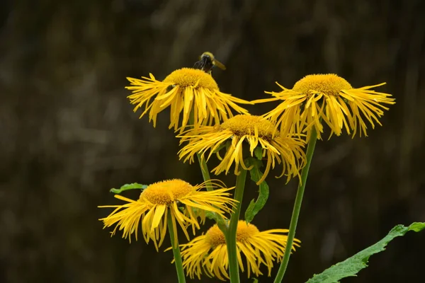 Telekia Speciosa Wild Plant Yellow Oxeye Telekia Speciosa Flowers Carpathian — Stock Photo, Image