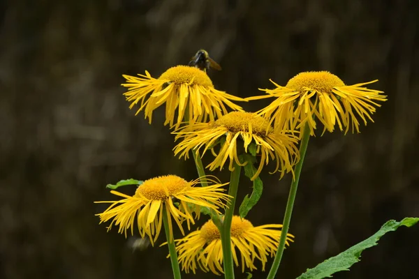 Telekia Speciosa Planta Silvestre Olho Amarelo Telekia Speciosa Flores Montanhas — Fotografia de Stock