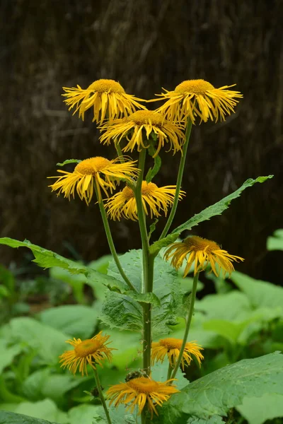 Telekia Speciosa Pianta Selvatica Occhio Bue Giallo Telekia Speciosa Fiori — Foto Stock