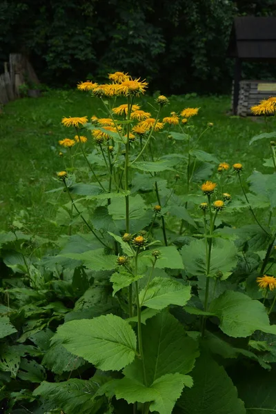 Telekia Speciosa Plante Sauvage Fleurs Oxeye Jaune Telekia Speciosa Dans — Photo