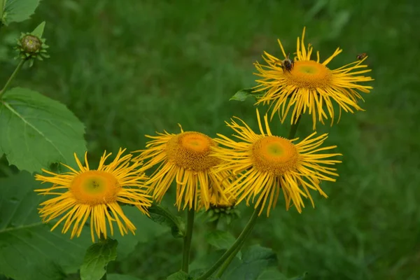 Telekia Speciosa Planta Silvestre Olho Amarelo Telekia Speciosa Flores Montanhas — Fotografia de Stock