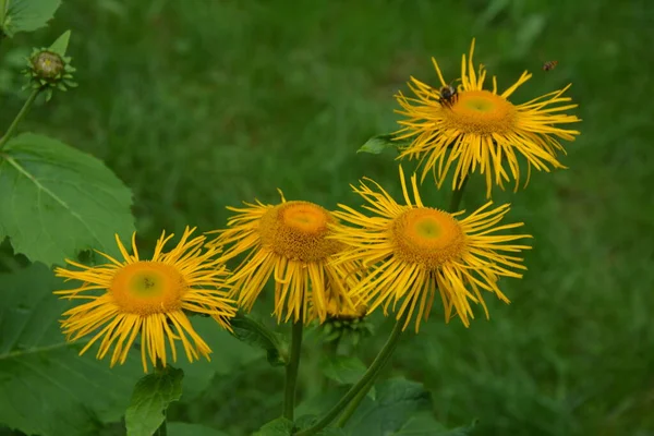 Telekia Speciosa Άγριο Φυτό Κίτρινα Άνθη Οξιάς Telekia Speciosa Στα — Φωτογραφία Αρχείου