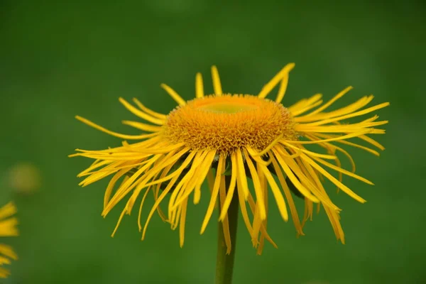 Telekia Speciosa Vadon Termő Növény Sárga Oxeye Telekia Speciosa Virágok — Stock Fotó