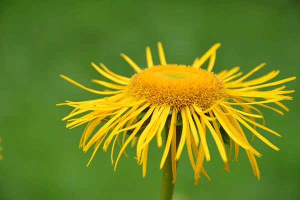 Telekia Speciosa Rostlina Divoká Žluté Květy Telekia Speciosa Karpatech — Stock fotografie