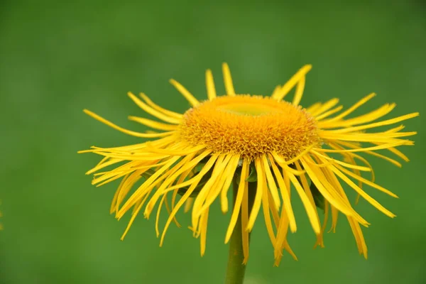 Telekia Speciosa Yabani Bitki Karpat Dağlarında Sarı Öküz Gözü Telekia — Stok fotoğraf