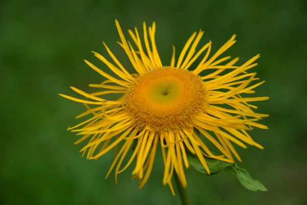 Telekia Speciosa Vadon Termő Növény Sárga Oxeye Telekia Speciosa Virágok — Stock Fotó