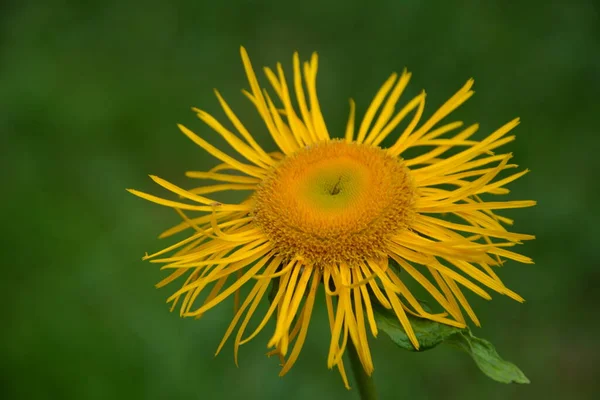 Telekia Speciosa Rostlina Divoká Žluté Květy Telekia Speciosa Karpatech — Stock fotografie