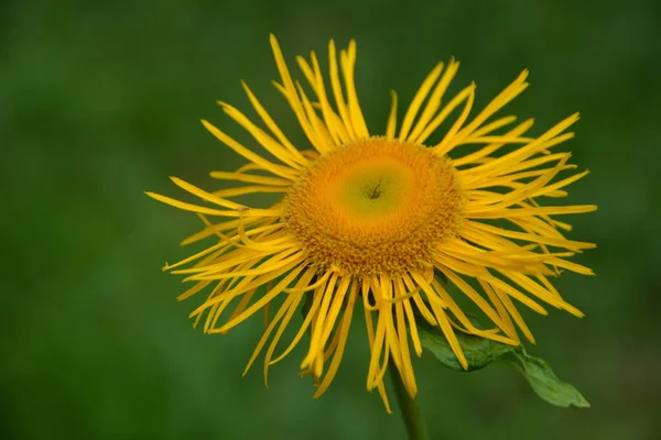 Telekia Speciosa Vadon Termő Növény Sárga Oxeye Telekia Speciosa Virágok — Stock Fotó