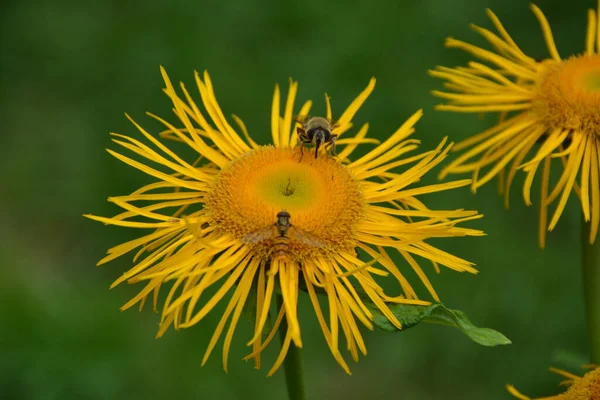 Telekia Speciosa Rostlina Divoká Žluté Květy Telekia Speciosa Karpatech — Stock fotografie