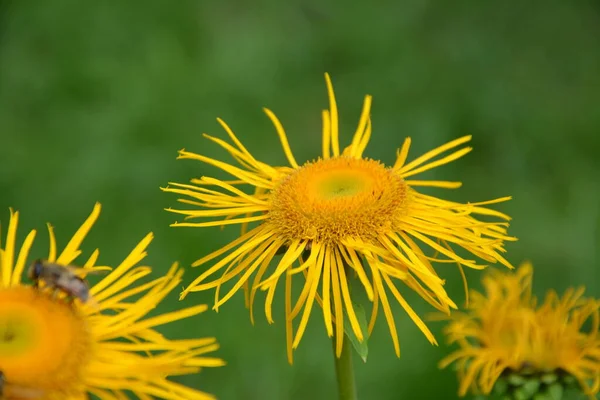 Telekia Speciosa Дикая Плантация Yellow Oxeye Telekia Speciosa Цветы Карпатах — стоковое фото