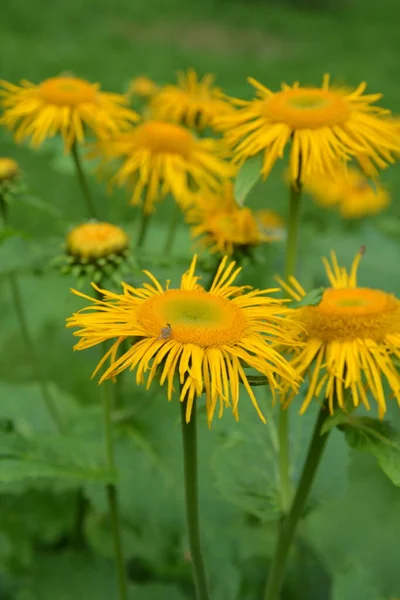 Telekia Speciosa Dzika Roślina Żółte Wołosie Telekia Speciosa Kwiaty Karpatach — Zdjęcie stockowe