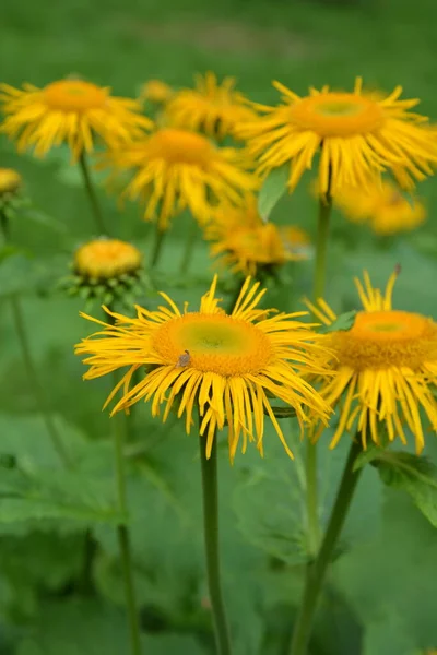 Telekia Speciosa Άγριο Φυτό Κίτρινα Άνθη Οξιάς Telekia Speciosa Στα — Φωτογραφία Αρχείου