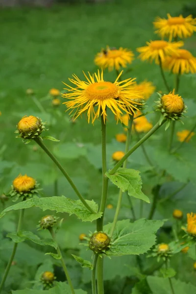 Telekia Speciosa Άγριο Φυτό Κίτρινα Άνθη Οξιάς Telekia Speciosa Στα — Φωτογραφία Αρχείου