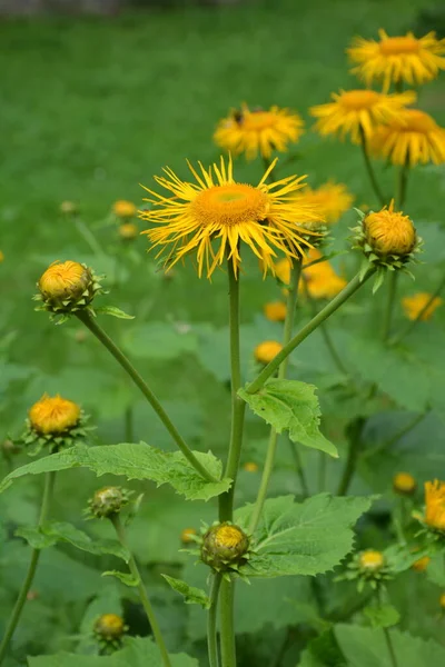 Telekia Speciosa Plante Sauvage Fleurs Oxeye Jaune Telekia Speciosa Dans — Photo