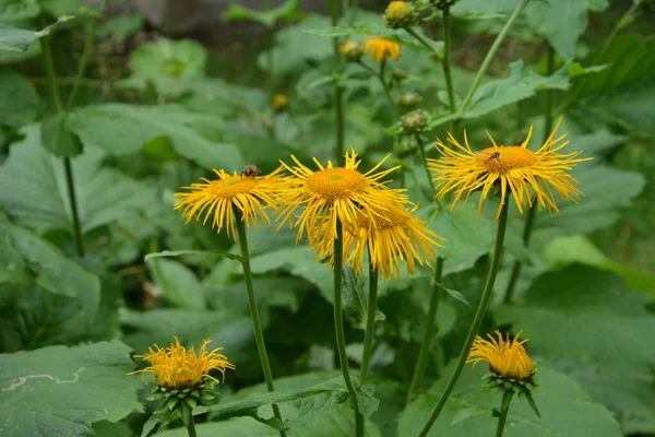 Telekia Speciosa Wildpflanze Gelbes Ochsenauge Telekia Speciosa Blüht Den Karpaten — Stockfoto