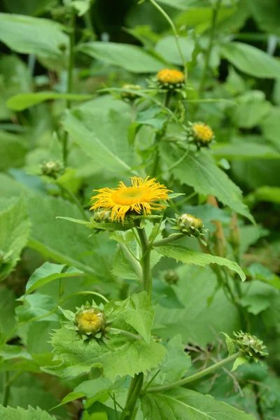 Telekia Speciosa Pianta Selvatica Occhio Bue Giallo Telekia Speciosa Fiori — Foto Stock