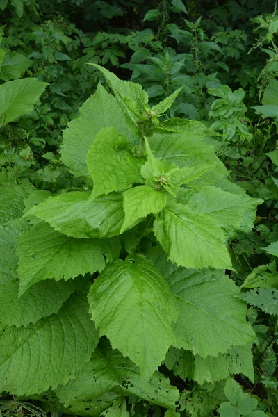 Telekia Speciosa Άγριο Φυτό Κίτρινα Άνθη Οξιάς Telekia Speciosa Στα — Φωτογραφία Αρχείου