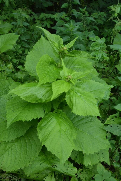 Telekia Speciosa Άγριο Φυτό Κίτρινα Άνθη Οξιάς Telekia Speciosa Στα — Φωτογραφία Αρχείου