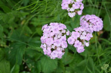 Dianthus Barbatus 'un çiçek tarhı. Çiçeklerin renkli fotoğrafı. Arka plan için fotoğraf. Bulanık yeşil arka planda Tatlı William 'ın (Dianthus Barbatus) beyaz ve pembe çiçekleri.