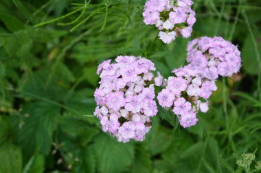 Dianthus Barbatus 'un çiçek tarhı. Çiçeklerin renkli fotoğrafı. Arka plan için fotoğraf. Bulanık yeşil arka planda Tatlı William 'ın (Dianthus Barbatus) beyaz ve pembe çiçekleri.