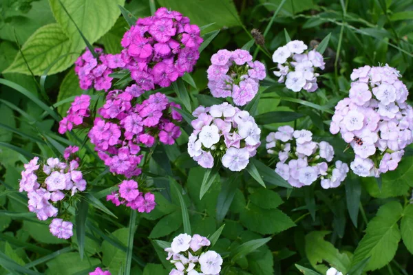 Flowerbed Dianthus Barbatus Color Photo Flowers Photo Backgrounds White Pink — Stock Photo, Image