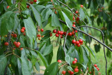 Yaz mevsiminde yeşil yapraklı koyu kiraz dalları. Olgun kirazlı kiraz ağacı.