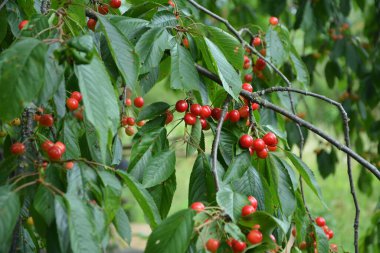 Yaz mevsiminde yeşil yapraklı koyu kiraz dalları. Olgun kirazlı kiraz ağacı.