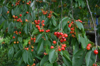 Yaz mevsiminde yeşil yapraklı koyu kiraz dalları. Olgun kirazlı kiraz ağacı.