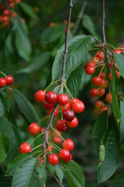 Yaz mevsiminde yeşil yapraklı koyu kiraz dalları. Olgun kirazlı kiraz ağacı.
