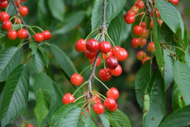 Yaz mevsiminde yeşil yapraklı koyu kiraz dalları. Olgun kirazlı kiraz ağacı.