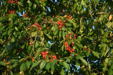 Yaz mevsiminde yeşil yapraklı koyu kiraz dalları. Olgun kirazlı kiraz ağacı.