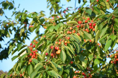 Yaz mevsiminde yeşil yapraklı koyu kiraz dalları. Olgun kirazlı kiraz ağacı.