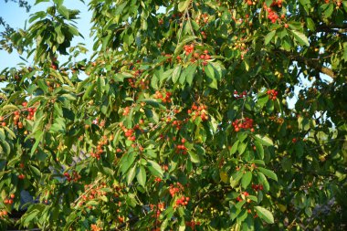 Yaz mevsiminde yeşil yapraklı koyu kiraz dalları. Olgun kirazlı kiraz ağacı.