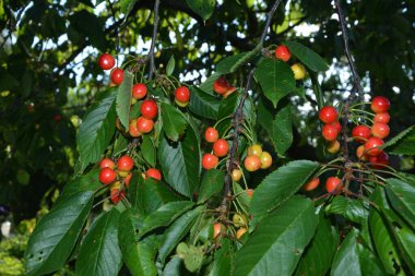 Yaz mevsiminde yeşil yapraklı koyu kiraz dalları. Olgun kirazlı kiraz ağacı.