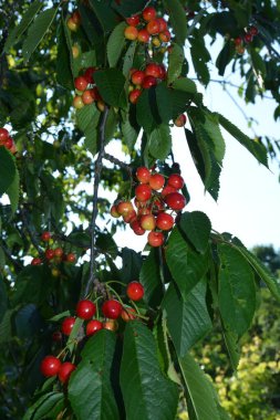 Yaz mevsiminde yeşil yapraklı koyu kiraz dalları. Olgun kirazlı kiraz ağacı.