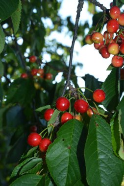 Yaz mevsiminde yeşil yapraklı koyu kiraz dalları. Olgun kirazlı kiraz ağacı.