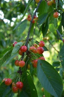 Yaz mevsiminde yeşil yapraklı koyu kiraz dalları. Olgun kirazlı kiraz ağacı.
