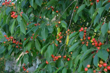 Yaz mevsiminde yeşil yapraklı koyu kiraz dalları. Olgun kirazlı kiraz ağacı.
