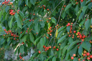 Yaz mevsiminde yeşil yapraklı koyu kiraz dalları. Olgun kirazlı kiraz ağacı.