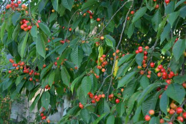 Yaz mevsiminde yeşil yapraklı koyu kiraz dalları. Olgun kirazlı kiraz ağacı.