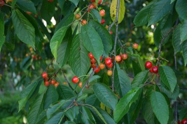 Yaz mevsiminde yeşil yapraklı koyu kiraz dalları. Olgun kirazlı kiraz ağacı.