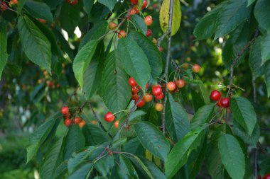Yaz mevsiminde yeşil yapraklı koyu kiraz dalları. Olgun kirazlı kiraz ağacı.