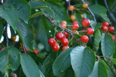 Yaz mevsiminde yeşil yapraklı koyu kiraz dalları. Olgun kirazlı kiraz ağacı.