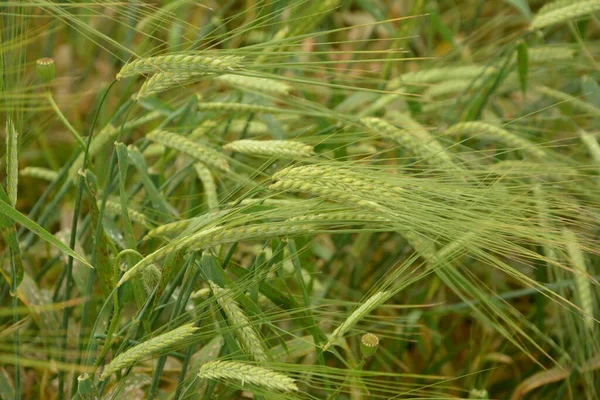 Orejas Verdes Cebada Campo Con Fondo Cebada Verde Brillante Día — Foto de Stock